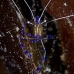 shrimp_cleaner_pederson_dome_nwp_v_0082_tci2030.jpg